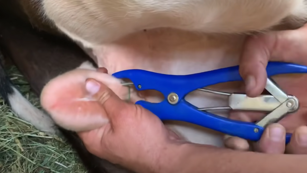 Castration of a dairy calf using a rubber band