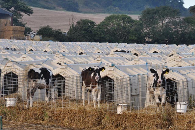 Calves placed in isolation pens within the UK dairy industry