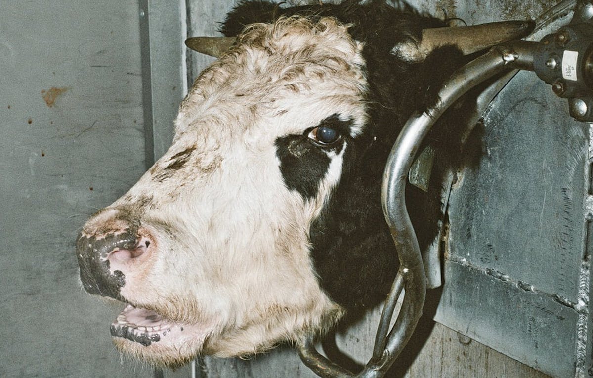 Cow slaughter in a stun box