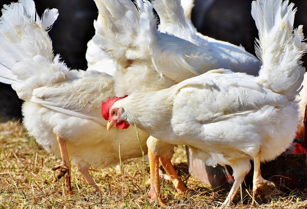 Chickens on a free range farm