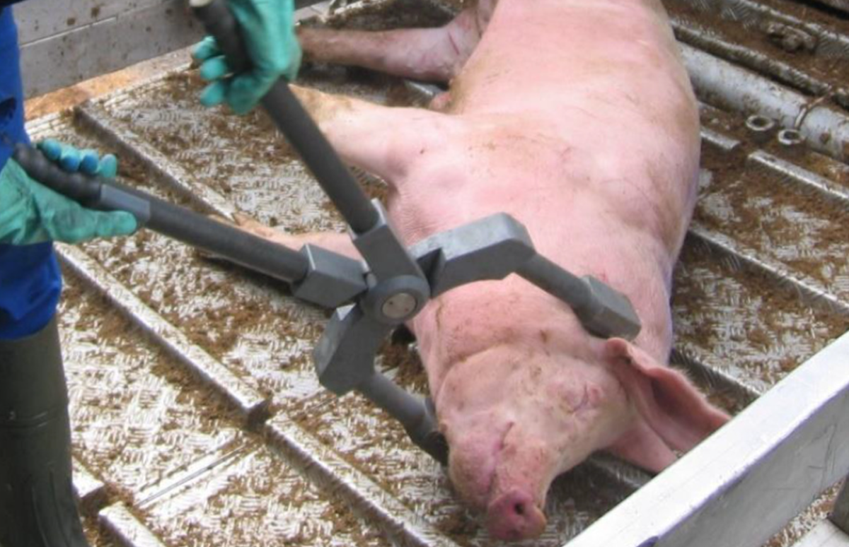 Pig slaughtered with electronarcosis