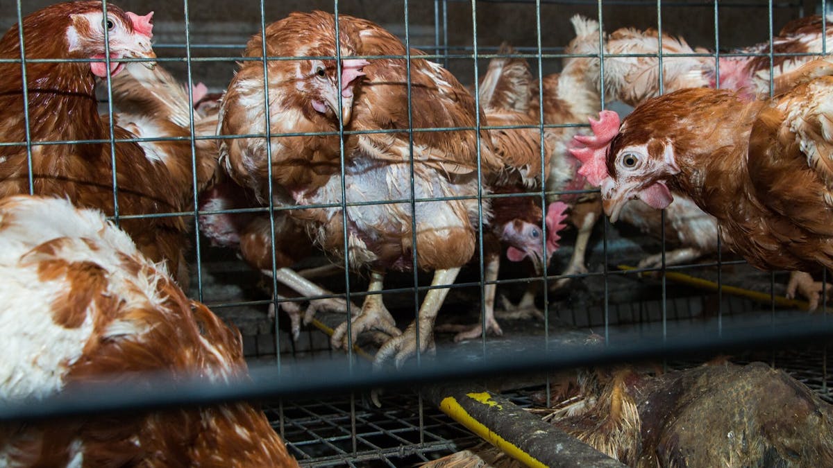 Hens in an enriched cage