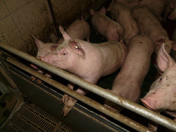 Pigs in intensive farm