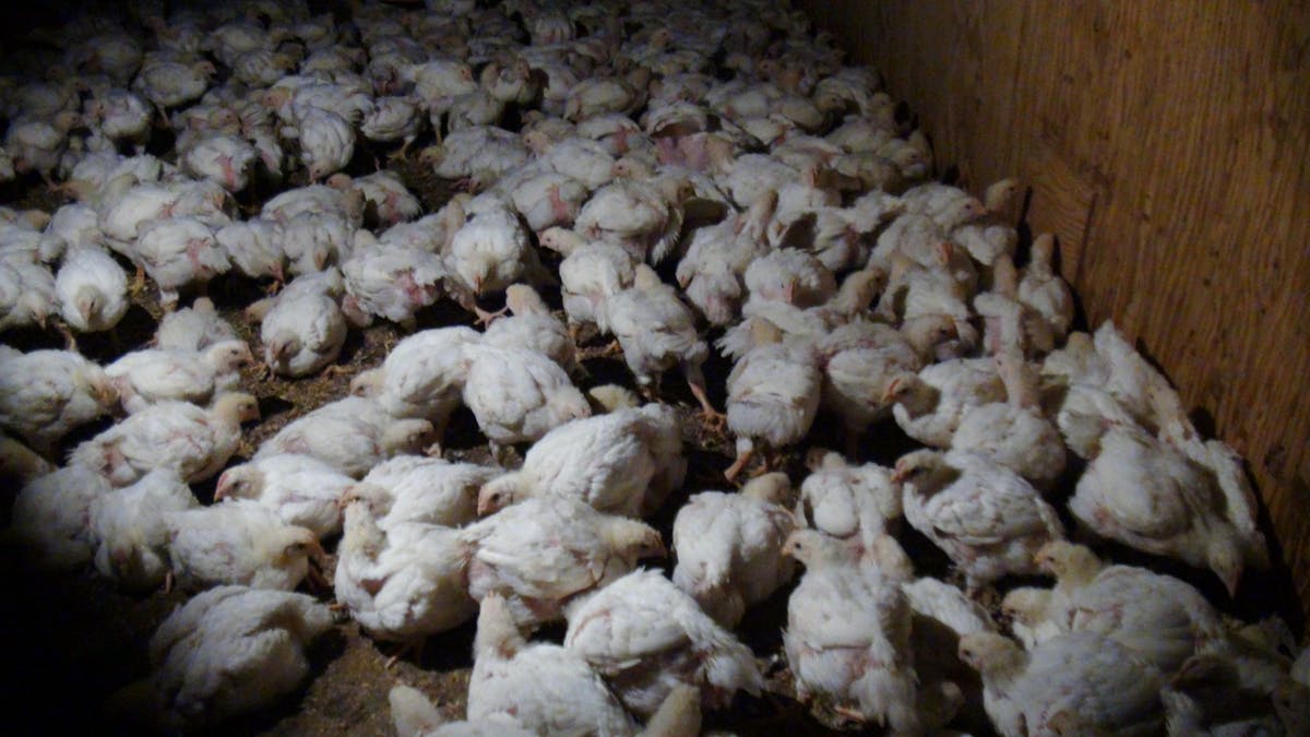 Chickens in an intensive farm